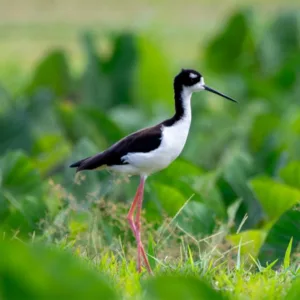 A milestone in recovery: Ae‘o reclassified from endangered to threatened